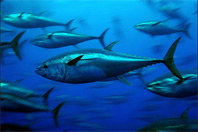 Bluefin-tuna.jpg