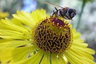 bee_daisy_isp_J_McDonald.jpg