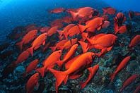 bigeye_fish_isp_d_Schmitt.jpg