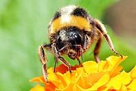 Les firmes d’insecticides contre une interdiction qui sauverait les abeilles
