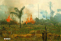 deforestation.jpg