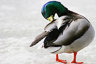 duck_isp_Krissy_VanAlstyne.jpg
