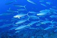 Plan d'action de l'UE pour enrayer l'érosion de la biodiversité [FR]