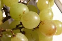 grapes.jpg