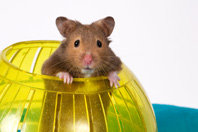 hamster.jpg