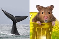 hamster_baleine.jpg