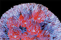 nanomedicament.jpg