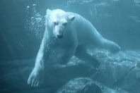 polar-bear.jpg