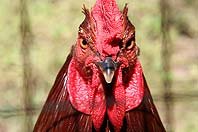 rooster_isp_Steve_Pepple.jpg