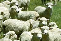 sheep.jpg