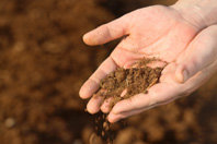 soil.jpg
