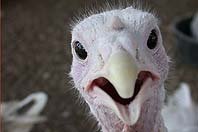 turkey_pic_Brian_Erickson.jpg