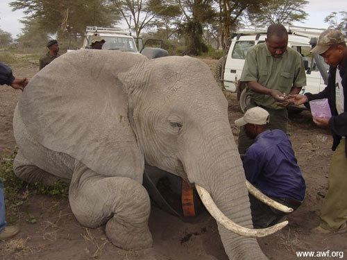 elephant.jpg
