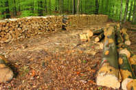 forestry.jpg