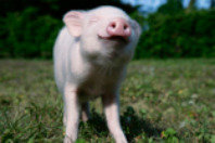 pig.jpg