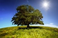 Tree_Picnik.jpg