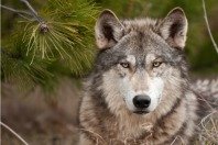 Wolf_Picnik.jpg