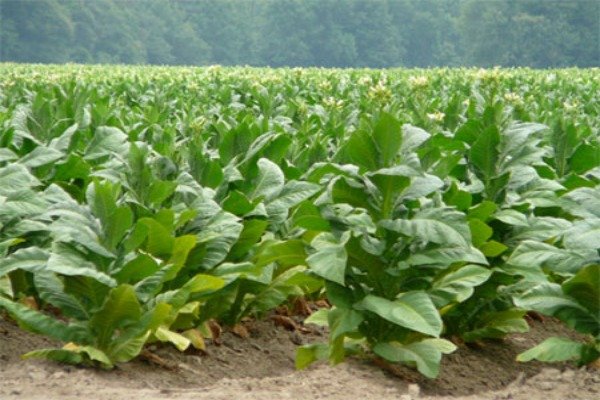 burley-tobacco-plantation.jpg