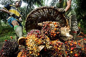 Huile de palme : le WWF reconnaît que des progrès ont été réalisés 
