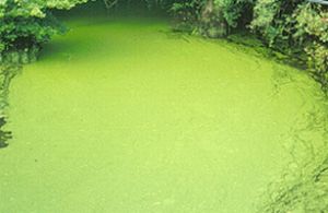 Les Etats membres veulent interdire le phosphate dans les détergents ménagers
