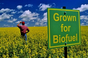 Les biodiesels polluent plus que le pétrole brut