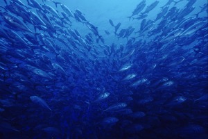 Meilleure gestion des stocks de poissons en Europe : des milliards d’euros à la clef