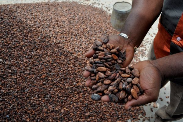 Le Parlement européen veut mettre un terme au travail des enfants dans les plantations de cacao