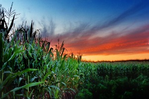 Les lobbys pro-OGM voient la nouvelle Commission d'un mauvais œil