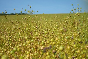 L’UE pourrait limiter l’utilisation de biocarburants d’origine agricole