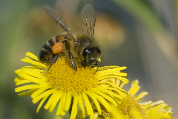 Nouvelles accusations contre l'effet des pesticides sur les abeilles