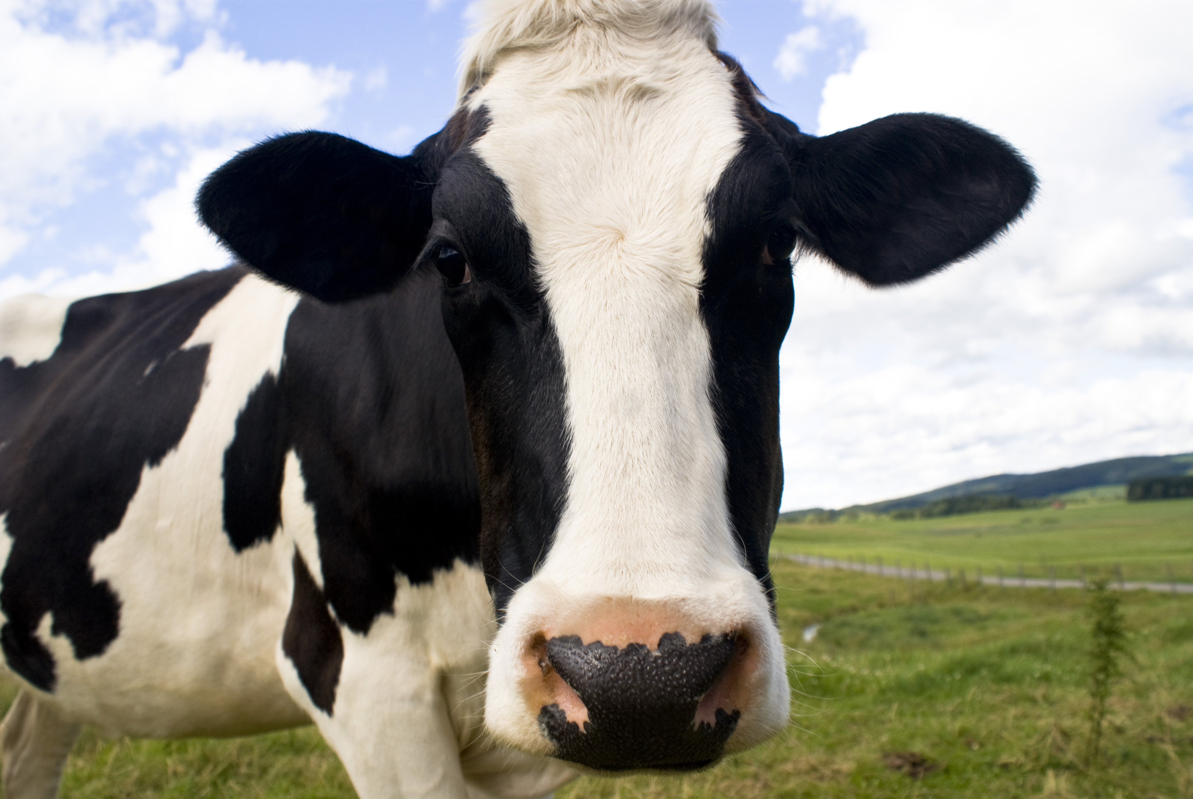 Des experts suédois demandent une taxe pour réduire la consommation de viande