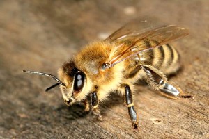 Bruxelles interdit des pesticides pendant deux ans pour préserver les abeilles
