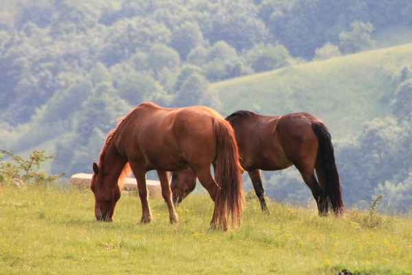 Un an après la crise de la viande chevaline, rien n'a changé