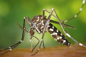 asian-tiger-mosquito-480×250.jpg