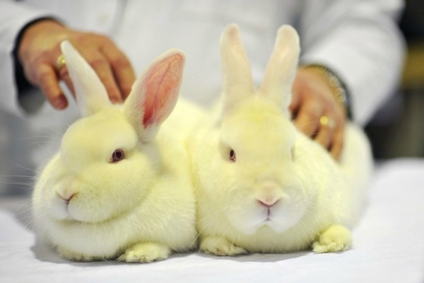L'initiative citoyenne contre la vivisection atteint le million de signatures