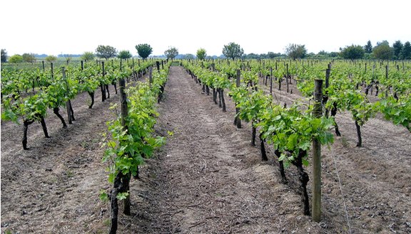 Les professionnels satisfaits de la réforme des droits de plantation des vignes
