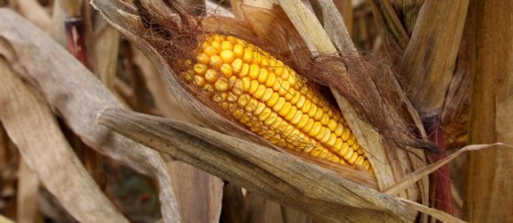 OGM: l'autorité européenne rejette définitivement l'étude Séralini 
