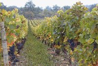 Un peu de répit pour l’appellation "château" des vins français