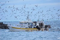 Les États, peu pressés de mettre en place une pêche durable