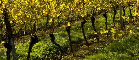 Vignes : la Commission prête à revenir sur la libéralisation