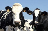 Bientôt un bracelet électronique pour les vaches