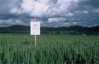 La France veut prolonger le moratoire sur le maïs OGM