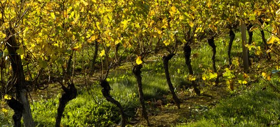 Les droits de plantations des vignes resteront encadrés