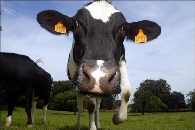 Les quotas de viande embarrassent la France dans les accords commerciaux