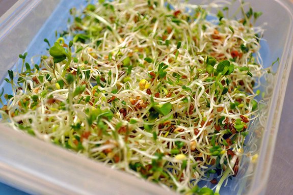 E.coli se cachait dans les graines germées
