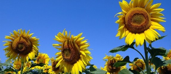 Vers une agriculture européenne plus verte