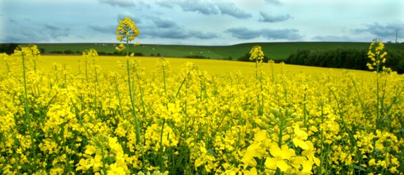 Bruxelles annonce les critères de durabilité des biocarburants