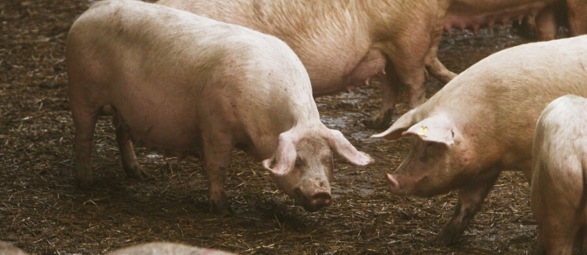 cochonspe.jpeg