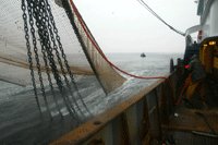 Mise en place d’un plan de solidarité pour les pêcheurs d’anchois