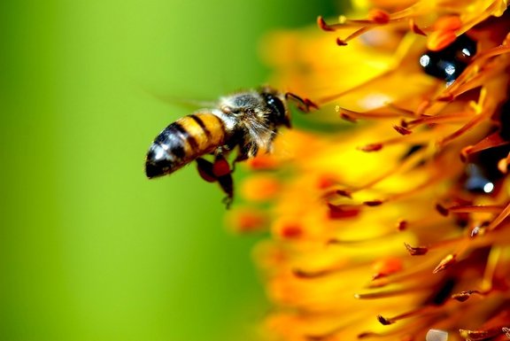 Légalisation d’un insecticide potentiellement dangereux pour les abeilles